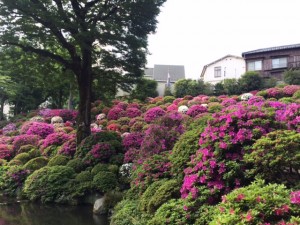 根津神社のつつじ