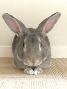 ぼくがうーちゃん店長です。